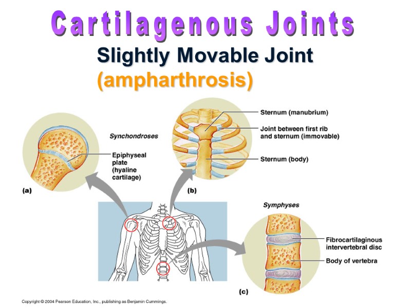 >Slightly Movable Joint (ampharthrosis) Cartilagenous Joints